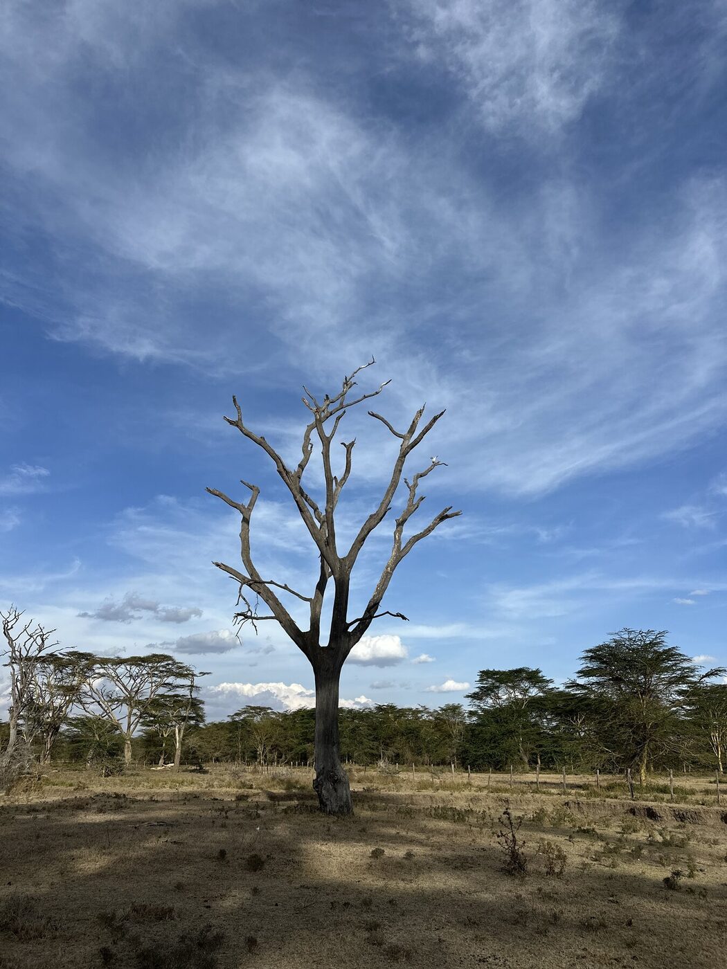 Maasai Mara landscape