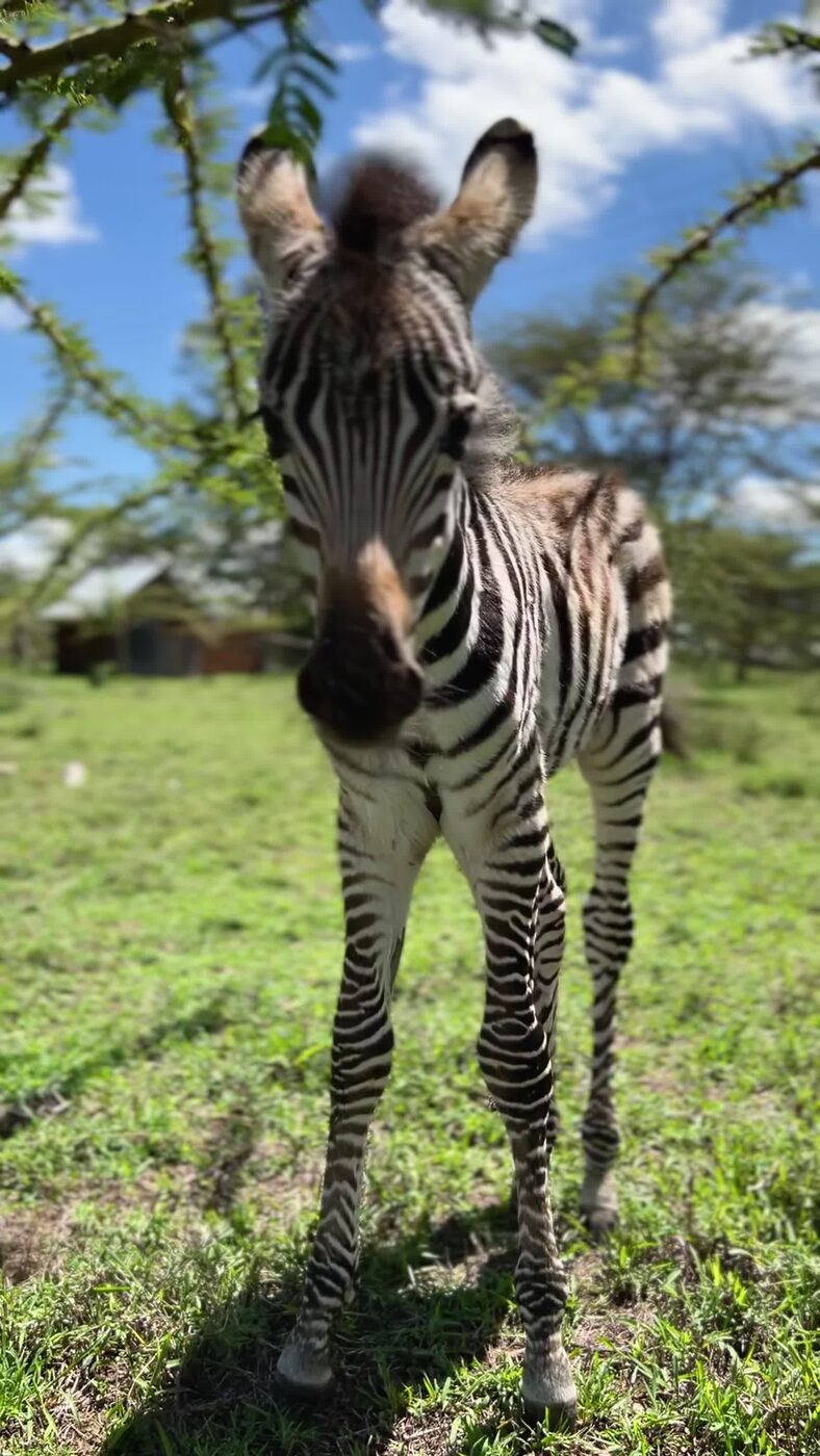 Baby zebra on our land